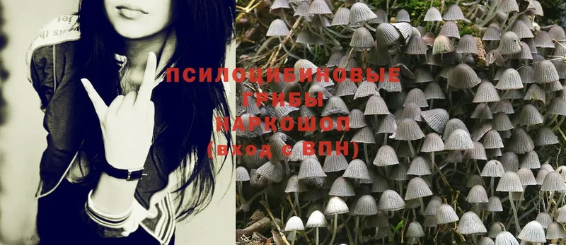 Галлюциногенные грибы Cubensis  Вязники 